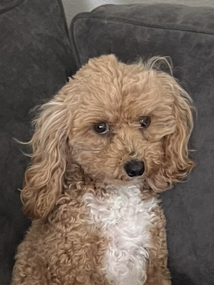 Mabel, a Cavapoochon, photographed at home in Ponte Vedra, Florida